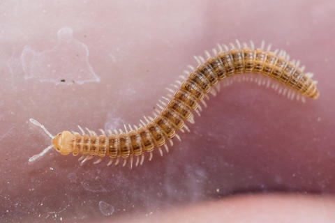 Amplaria staceyi Shear, 2021.jpg