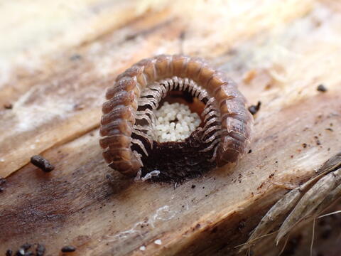 Polydesmus angustus female building an egg chamber 2