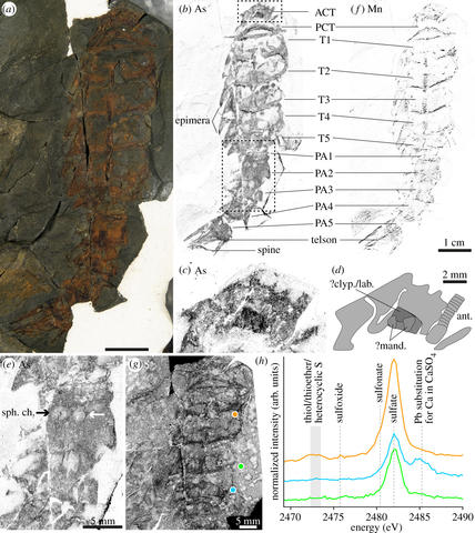 Gueriau et al. 2020. A new Devonian euthycarcinoid - Figure 2.jpg