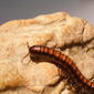 Paradoxosomatidae&gt;Antichiropus? Millipede 0019