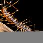 Long-legged Centipede (Thereuopoda longicornis)