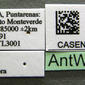 Azteca oecocordia (casent0619166) label