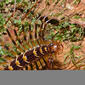 Long-legged Centipede (Thereuopoda longicornis) close-up