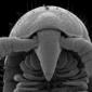 Eumillipes persephone, ventral view of anterior segments and head of male specimen (cropped).jpg