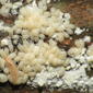 Hatchling Bracycybe lecontii.jpg