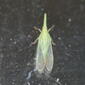 Hasta hastata (Dictyopharid Planthopper)