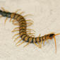 Desert Centipede