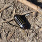 Pill Millipede Glomeris marginata