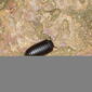 Arthrosphaeridae 8257.jpg