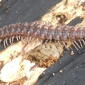 Polydesmus angustus 23386710.jpg