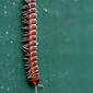 Greenhouse Millipede (Oxidus gracilis, Polydesmida,  Paradoxosomatidae)