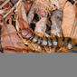 Common Desert Centipede (Scolopendra polymorpha).jpg