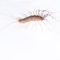 House centipede Scutigera coleoptrata