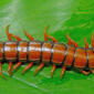 Scolopendra subspinipes1.jpg