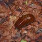 Giant Pill Millipede (Zoosphaerium sp.) (Arthrosphaeridae) (9617054890).jpg