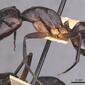 Camponotus sexpunctatus (casent0910077) profile