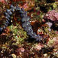 Blue Dragon Nudibranch, Pteraeolidia semperi (Bergh, 1870)