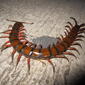 Scolopendra gigantea.jpg