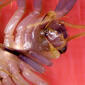 Scutigera coleoptrata, House Centipede, March 11, 2012