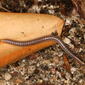 Proteroiulus fuscus (18670775154).jpg