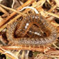 Male - at rest - in situ - close-up - enlarged