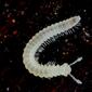 Conotyla millipede Oregon Caves.jpg