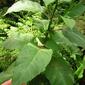 Nicotiana tabacum