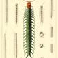 Myriapoda of North America 1865 plate I.jpg