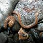 Thalassisobates littoralis, Seil Island, Scotland