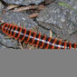 Semionellus placidus, C. F. Phelps Wildlife Management Area, Sumerduck, Virginia (42825485182).jpg