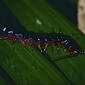 Blue-legs Centipede (Ethmostigmus rubripes)