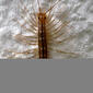 House centipede. Scutigera coleoptrata