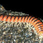 Parafontaria laminata armigera on the concrete-block wall - 1.jpg