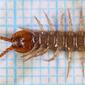 Lithobius forficatus-u.jpg