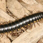 cyanide millipede - Harpaphe haydeniana