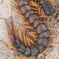 Scolopendra cingulata 186526809.jpg