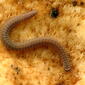 Crested Millipede (49161229671).jpg