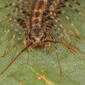 House centipede 17-05-06 14 crop 2.jpg