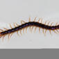 ecosystem/fauna/Orange-legged Centipede(Scolopendridae/Otostigminae