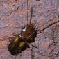 Laemophloeus fervidus P1440237a.jpg