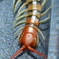 Scolopendridae&gt;Scolopendra morsitans centipede DSCF3991