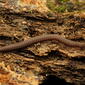 Crested Millipede (48633208956).jpg