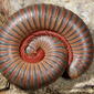 Millipede--defensive posture