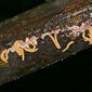 Noodle Millipedes (Pseudodesmus sp.) feeding on some mold ...