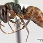 Camponotus zavo (casent0188262) profile