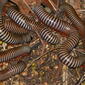 Bunch of Yellow-banded Black Millipedes (Doratogonus flavifilis) feeding on ... (small fruits ?)