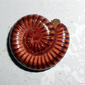 (Trigoniulus corallinus) Millipede at Madhurawada 02.JPG