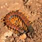 Scolopendra cingulata 190081000.jpg