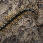 Scolopendra sp.