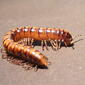 Paradoxosomatidae&gt;Antichiropus? Millipede 0121